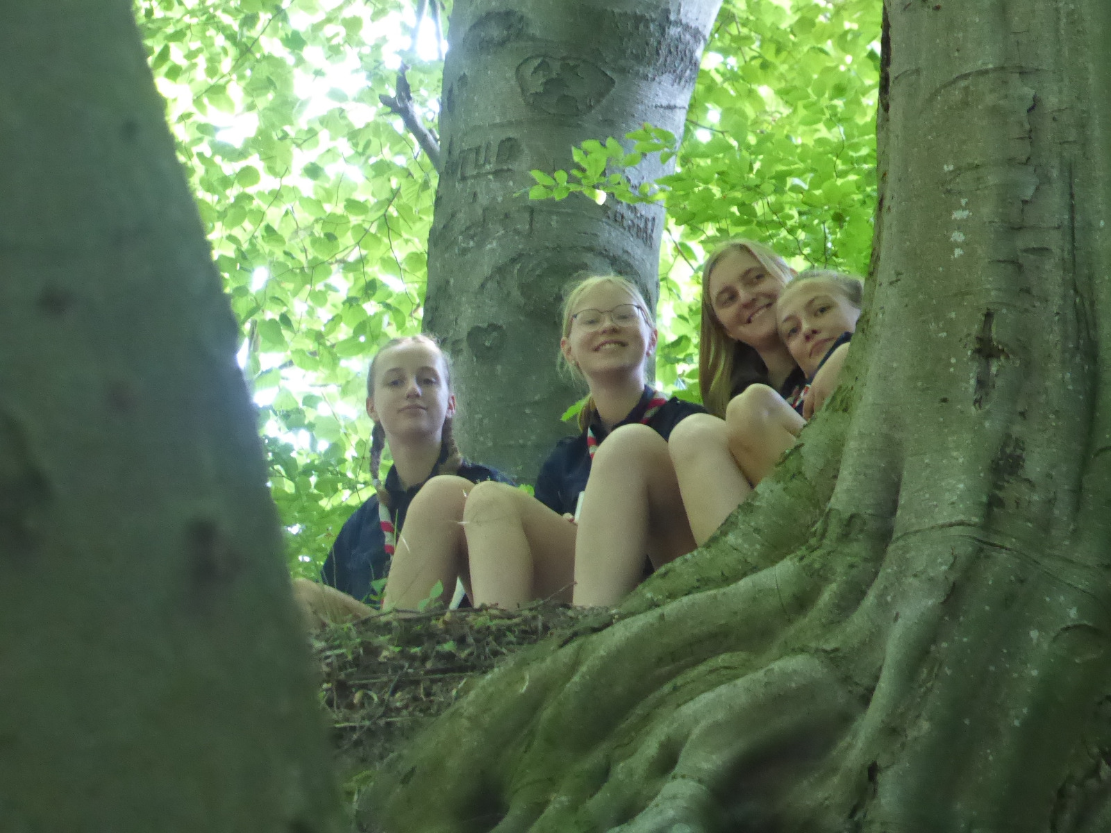 Merope im Baum.jpg